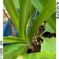 オンブバッタ