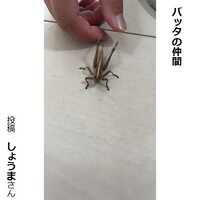 バッタの仲間