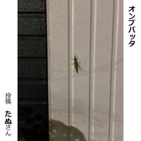 オンブバッタ