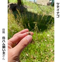 ツチイナゴ
