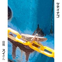 ツチイナゴ