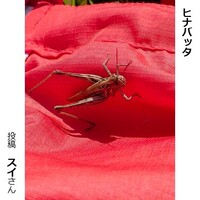ヒナバッタ