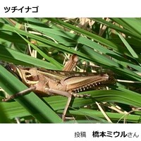 ツチイナゴ