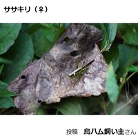 ササキリのメス