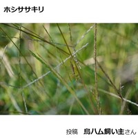 ホシササキリ