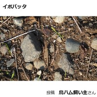 イボバッタ