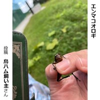 エンマコオロギ