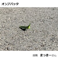 オンブバッタ
