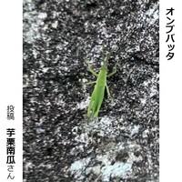 オンブバッタ