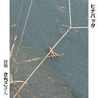 ヒナバッタ