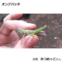 オンブバッタ