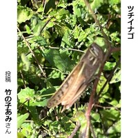 ツチイナゴ