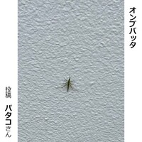 オンブバッタ