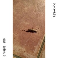 ツチイナゴ