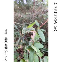 セスジツユムシのメス