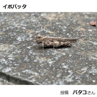 イボバッタ