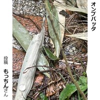 オンブバッタ