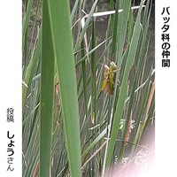 バッタ科の仲間