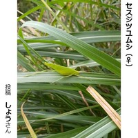 セスジツユムシのメス