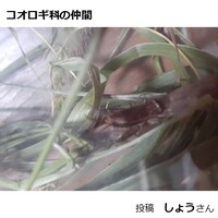 コオロギ科の仲間