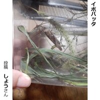 イボバッタ