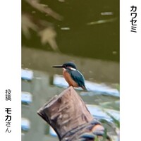 カワセミ