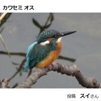 カワセミ