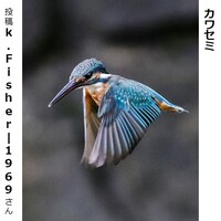 カワセミ