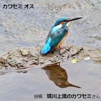 カワセミ