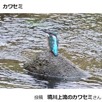 カワセミ