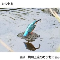 カワセミ