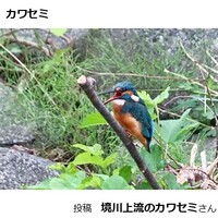 カワセミ