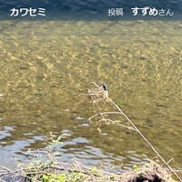 カワセミ