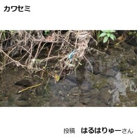 カワセミ