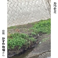 カワセミ