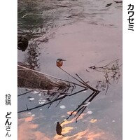 カワセミ