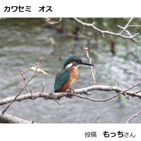 カワセミ