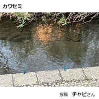 カワセミ