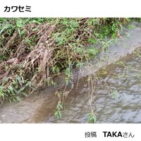 カワセミ