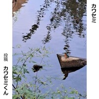 カワセミ