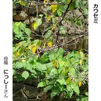 カワセミ