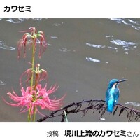 カワセミ