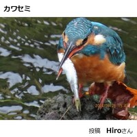 カワセミ