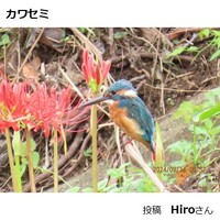 カワセミ