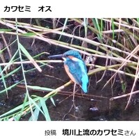 カワセミ