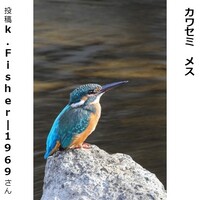 カワセミ