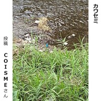 カワセミ