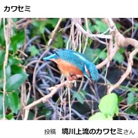 カワセミ