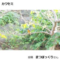 カワセミ