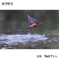カワセミ